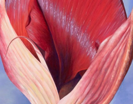 Amaryllis