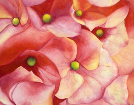 Pink Flowers